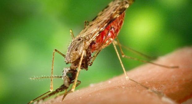 Konec malárie?
