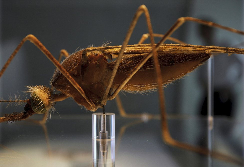 Malárii roznáší nakažené samice komárů