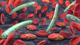 Prvok plasmodium (na snímku obarvený zeleně), v Česku známý též jako zimnička, způsobuje malárii. Onemocnění postihne ročně až 200 milionů lidí.