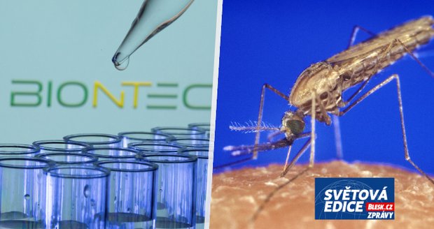 Boj se smrtící nemocí: Covid prověřil mRNA vakcíny, německý výrobce se chystá na malárii