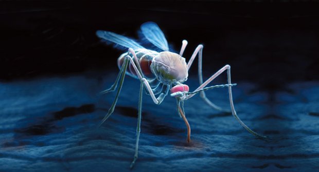 Nekonečný boj: Malárie se už 5 000 let nevzdává