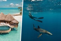 Hororová svatební cesta: Muže napadl na Maledivách žralok