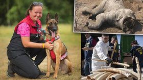 Malina pro slona: Belgický ovčák bude hlídat slony před pytláky v Africe, pomůžete s výcvikem?