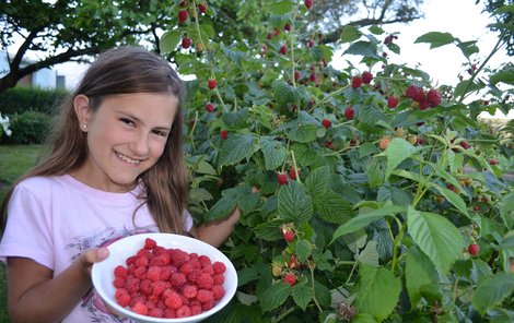 Maliny si obírala Anetka Marková (9). „Nejraději je mám tak, samotné nebo se šlehačkou. Mamka peče i dobrý koláč,“ řekla.