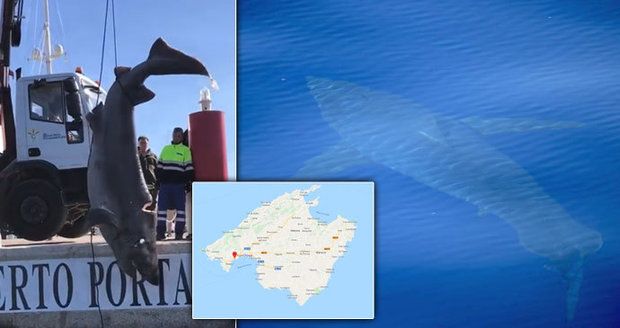 Zděšení v dovolenkovém ráji Čechů: Z moře vytáhli čtyřmetrového žraloka