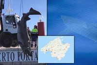 Zděšení v dovolenkovém ráji Čechů: Z moře vytáhli čtyřmetrového žraloka