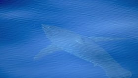 Když se vloni v červnu objevil u pobřeží Mallorky pětimetrový žralok bílý, uklidňovali představitelé turistického ráje Čechů a Němců vystrašené návštěvníky, že jde o ojedinělý jev. Nyní vytáhli z moře dalšího macka!