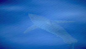 Velký bílý žralok u pobřeží Mallorky