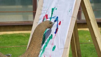 Zoo v Heidelbergu s úspěchem vydražila obrazy namalované zvířaty