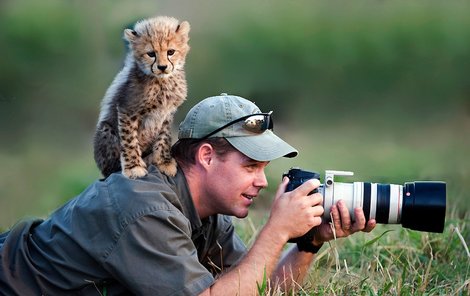 Malý gepard se na fotografových zádech pohodlně uvelebil.