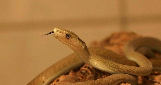 Smrtelně jedovatý had Afriky útočil v Dolních Břežanech. Mamba černá pokousala chovatele