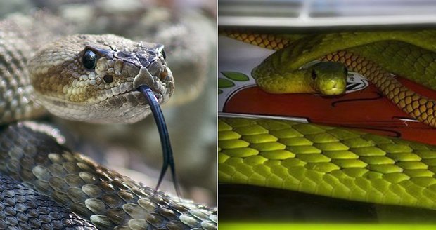 Nejdřív mamba, teď další jedovatý had na útěku? Veterináři: S černými chovy to je složité