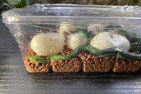 V plzeňské zoo se líhnou mamby: Smaragdová háďata jsou prudce jedovatá
