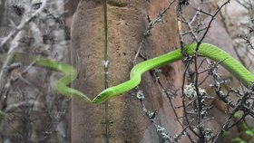 Plzeňská zoo slaví: K narozeninám Království jedu si nadělila nebezpečné mamby zelené
