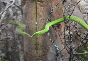 Nové mamby zelené v plzeňské zoo