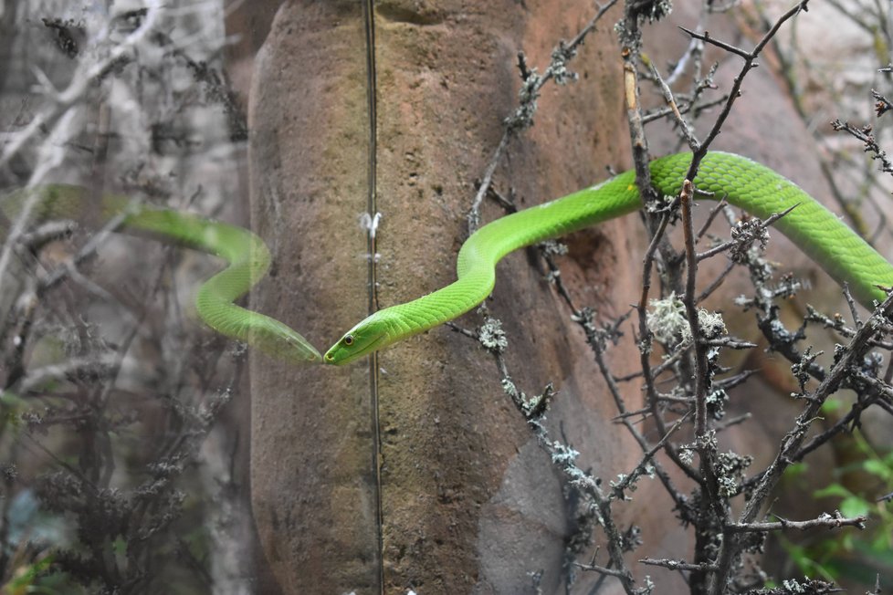 Nové mamby zelené v plzeňské zoo.