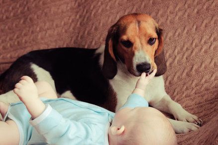 Nový člen smečky: Psi a kočky chrání novorozené děti, podívejte se