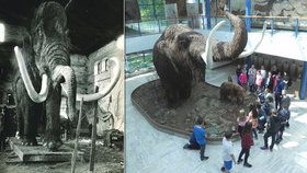 Legendární brněnský mamut slaví 90. narozeniny.