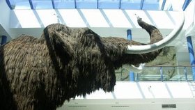 mamut