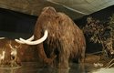 Model mamuta srstnatého v životní velikosti