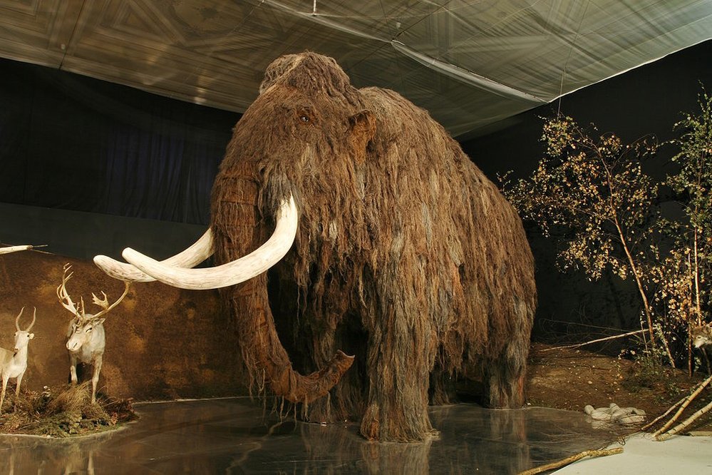 Model mamuta srstnatého v životní velikosti