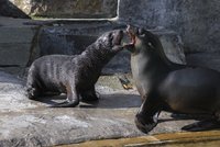 Nový přírůstek pražské zoo: Mamut, který nemá rád vodu