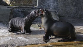 Mamut chodí dopoledne do venkovního bazénu, kde dovádí se svou dvouletou sestrou Wendy