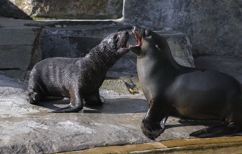 Nový přírůstek pražské zoo: Mamut, který nemá rád vodu