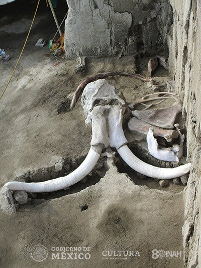 Mexičtí archeologové objevili přes 800 mamutích kostí.