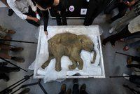Rusové chtějí oživit mamuta i lvy jeskynní. Staví klonovací centrum