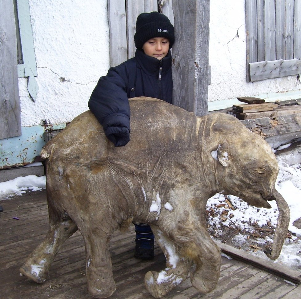 Permafrost na Sibiři skrývá poklady. V roce 2007 zde například vědci našli perfektně zachovalé mládě mamuta