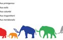 Srovnání velikostí různých druhů mamutů: mamut srstnatý (červeně), mamut trpasličí (oranžově), mamut kolumbuský (modře), mamut stepní (zeleně), mamut jižní (šedě)
