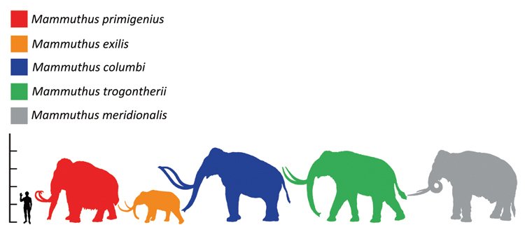 Srovnání velikostí různých druhů mamutů: mamut srstnatý (červeně), mamut trpasličí (oranžově), mamut kolumbuský (modře), mamut stepní (zeleně), mamut jižní (šedě)