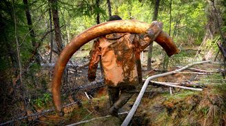 Sibiřští lovci mamutů: Mizející slonovinu nahrazují kly dávno vyhynutých velikánů