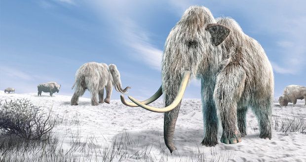 Jako v Jurském parku? Vědci vzkřísí mamuty, první se má „narodit“ do 2 let