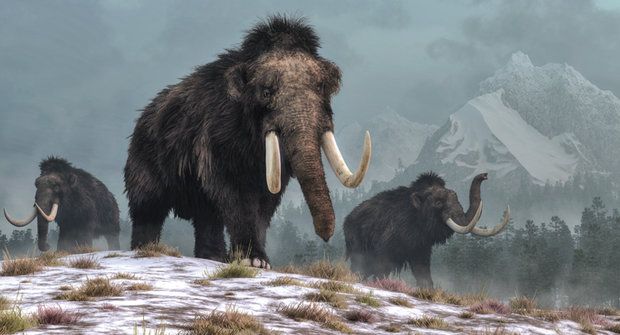 Poslední mamuti vyhynuli, až když v Egyptě stály pyramidy
