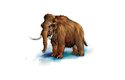 Zakrslý mamut z Wrangelova ostrova. Tady přežívali poslední srstnatí mamuti až do doby před čtyřmi tisíci lety. Kvůli nedostatku potravy se zde vyvinuli do ostrovní formy, která byla velká jen jako bizon