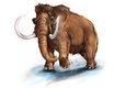 Mamut srstnatý (Mammuthus primigenius) asi nejvíce splňuje rozšířenou představu, jak mamuti vypadali. Tento druh, o něco větší než dnešní sloni, se vyvinul před asi 150 tisíci lety a přizpůsobil se době ledové