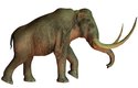 Mamut kolumbuský (M. columbi) měřil 4 metry a vážil 10 tun. Vznikl z mamutů jižních, kteří překonali Beringovu úžinu a dostali se do Severní Ameriky