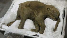 Permafrost na Sibiři skrývá poklady. V roce 2007 zde například vědci našli perfektně zachovalé mládě mamuta