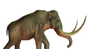 Mamut kolumbuský (M. columbi) měřil 4 metry a vážil 10 tun. Vznikl z mamutů jižních, kteří překonali Beringovu úžinu a dostali se do Severní Ameriky.
