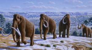 Svět obrů: Megafauna nejsou jen mamuti