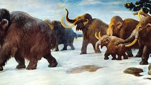 Bizoni místo mamutů: Pomůžou zmírnit klimatické změny?