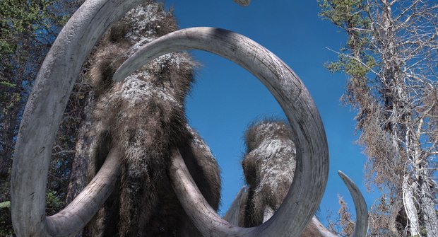 Znovuzrození mamuta