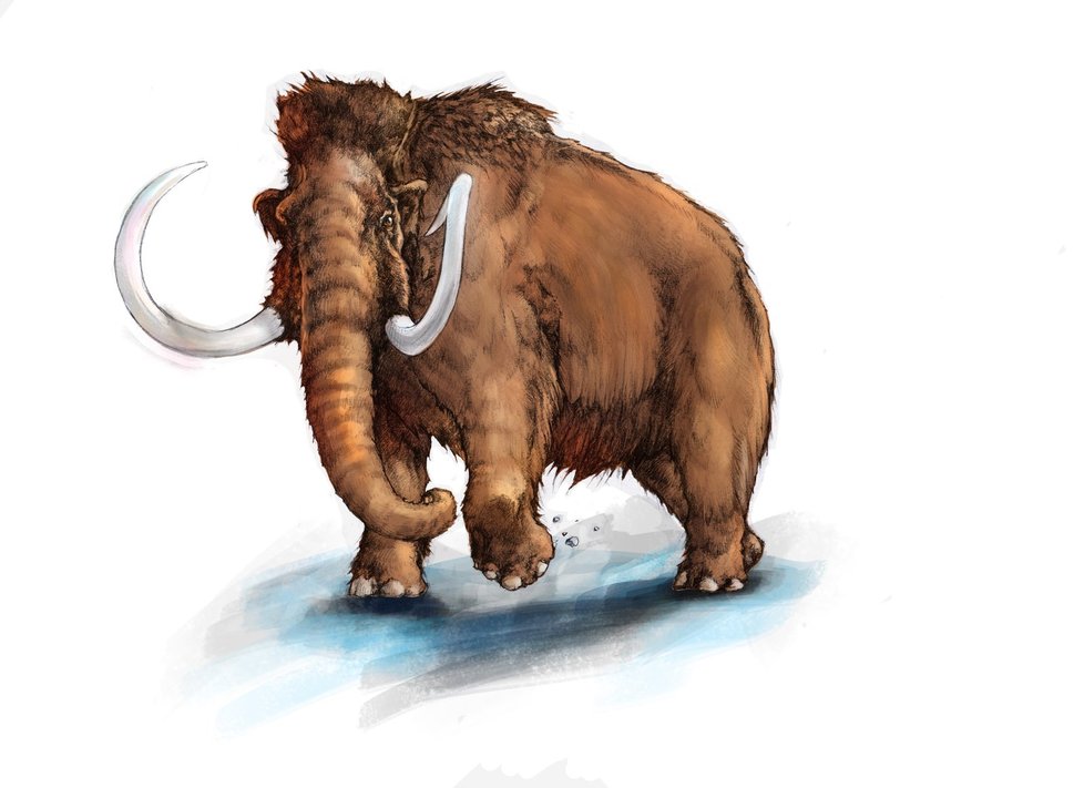 Mamut srstnatý (Mammuthus primigenius) asi nejvíce splňuje rozšířenou představu, jak mamuti vypadali. Tento druh, o něco větší než dnešní sloni, se vyvinul před asi 150 tisíci lety a přizpůsobil se době ledové.