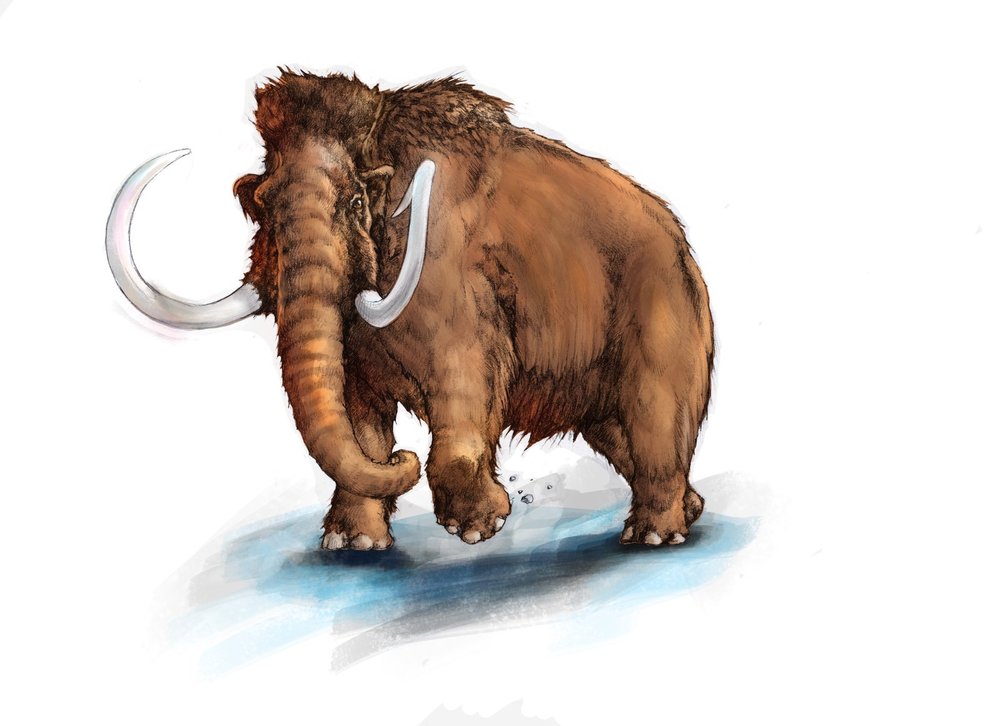 Mamut srstnatý (Mammuthus primigenius) asi nejvíce splňuje rozšířenou představu, jak mamuti vypadali. Tento druh, o něco větší než dnešní sloni, se vyvinul před asi 150 tisíci lety a přizpůsobil se době ledové 