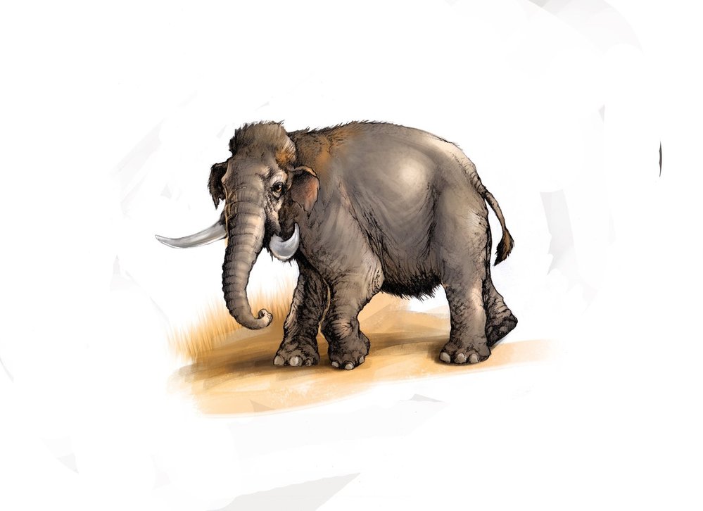 Mamut krétský (Mammuthus cretinus), trpasličí druh mamuta, velký jako dnešní malé slůně. Žil až do historických dob na Krétě a asi i dalších středomořských ostrovech