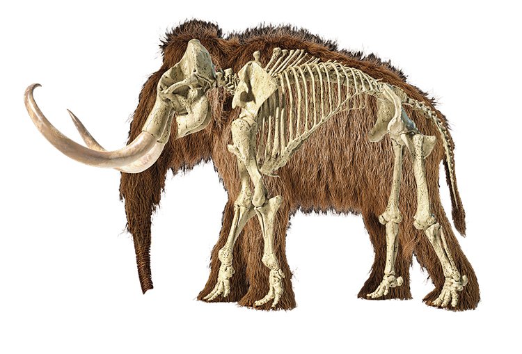 Kostra mamuta srstnatého (Mammuthus primigenius)