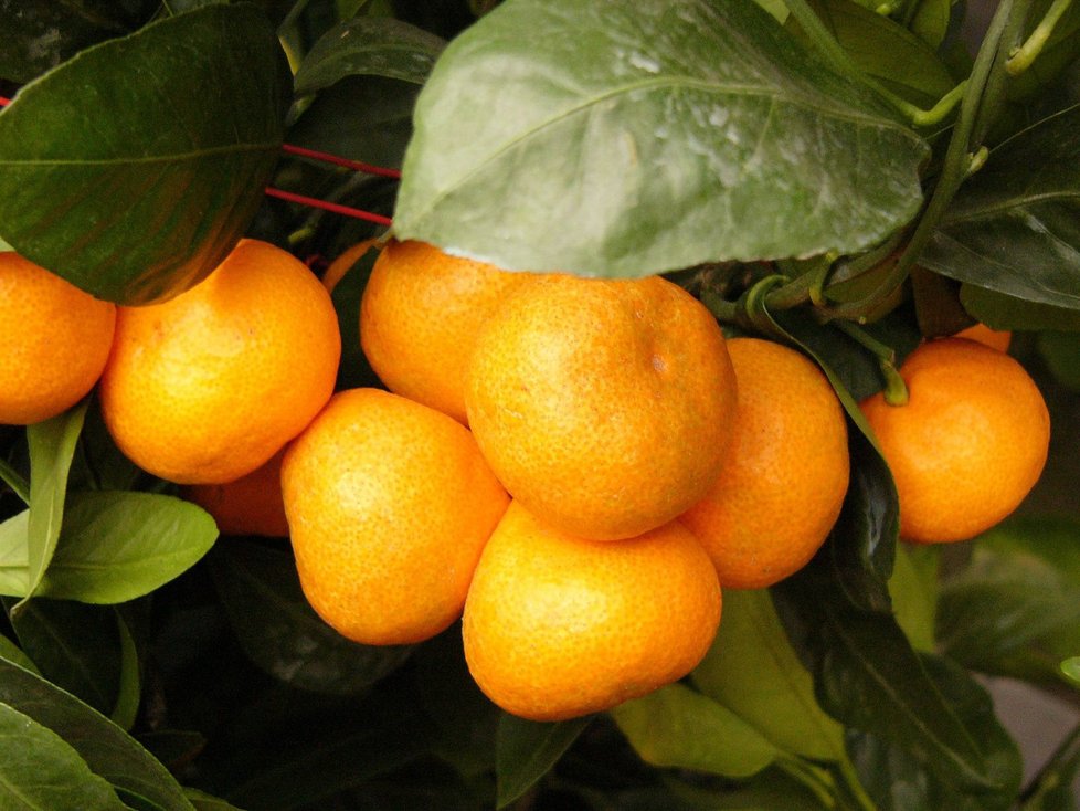 Citrusy mají pesticidu chlorpyrifosu ze všech potravin nejvíce.