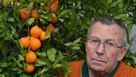Pěstitel sklidil čtvrt tuny mandarinek: Zásobuje celou obec